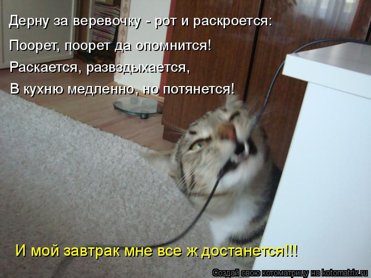 Дерну за веревочку - рот и раскроется: Поорет, поорет да опомнится! Раскается, развздыхается, В кухн... Котоматрица: Дерну за веревочку - рот и раскроется: Поорет, поорет да опомнится! Раскается, развздыхается, В кухню медленно, но потянется! И мой завтрак м