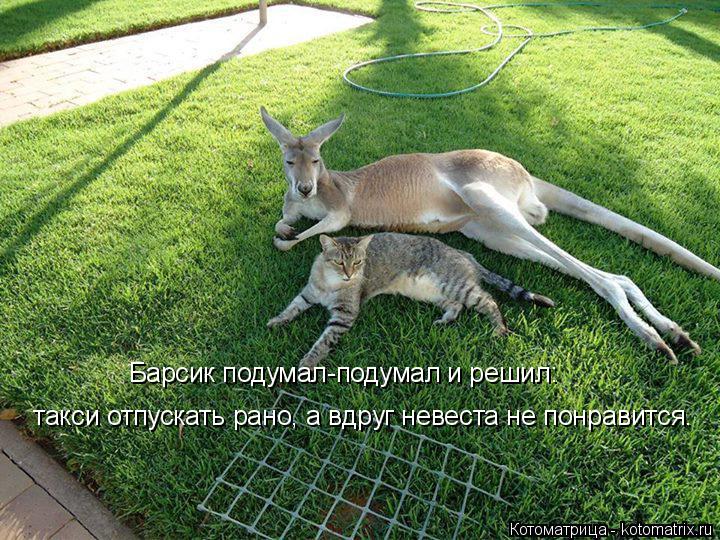 Барсик подумал-подумал и решил: такси отпускать рано, а вдруг невеста не понравится.... Котоматрица: Барсик подумал-подумал и решил: такси отпускать рано, а вдруг невеста не понравится.