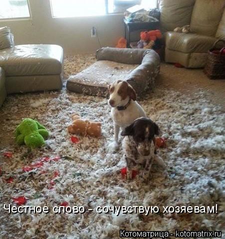 Честное слово - сочувствую хозяевам!... Котоматрица: Честное слово - сочувствую хозяевам!