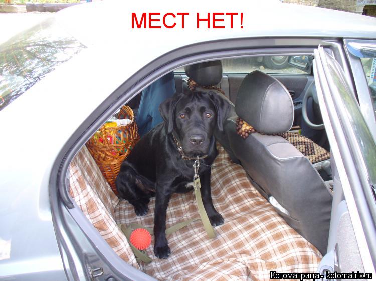 МЕСТ НЕТ!... Котоматрица: МЕСТ НЕТ!
