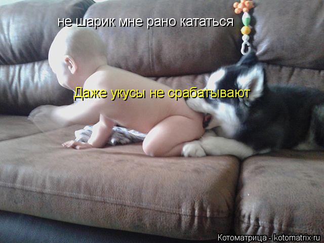 не шарик мне рано кататься Даже укусы не срабатывают... Котоматрица: не шарик мне рано кататься Даже укусы не срабатывают