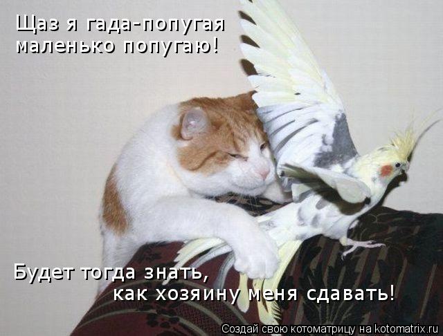 Щаз я гада-попугая маленько попугаю! Будет тогда знать, как хозяину меня сдавать!... Котоматрица: Щаз я гада-попугая маленько попугаю! Будет тогда знать, как хозяину меня сдавать!