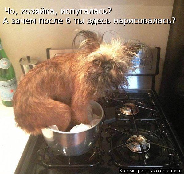 Чо, хозяйка, испугалась? А зачем после 6 ты здесь нарисовалась?... Котоматрица: Чо, хозяйка, испугалась? А зачем после 6 ты здесь нарисовалась?