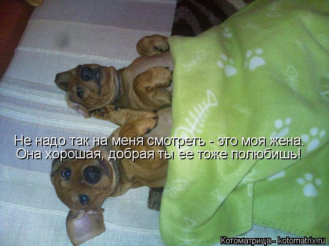 Не надо так на меня смотреть - это моя жена. Она хорошая, добрая ты ее тоже полюбишь!... Котоматрица: Не надо так на меня смотреть - это моя жена. Она хорошая, добрая ты ее тоже полюбишь!