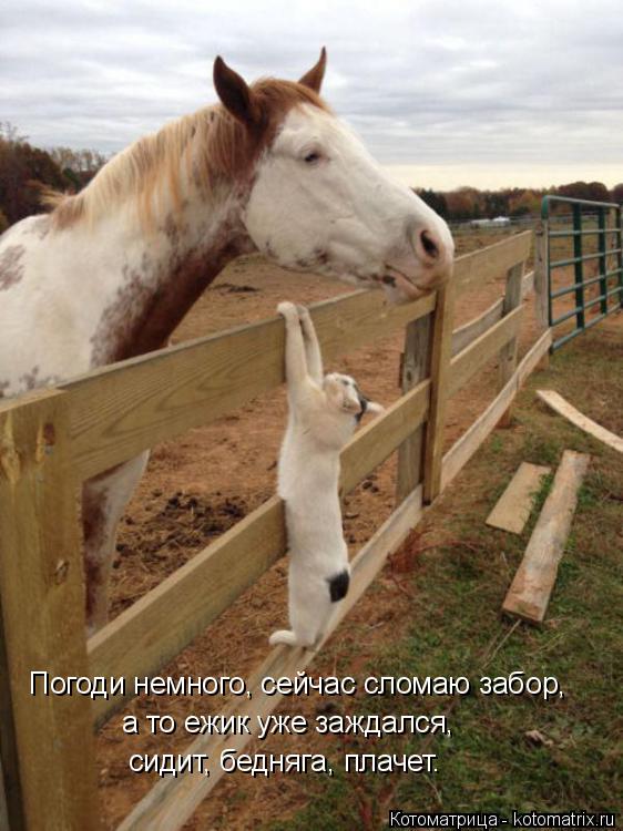 Погоди немного, сейчас сломаю забор, а то ежик уже заждался, сидит, бедняга, плачет.... Котоматрица: Погоди немного, сейчас сломаю забор, а то ежик уже заждался, сидит, бедняга, плачет.
