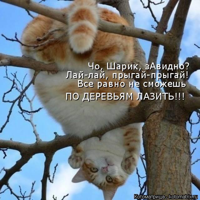 Чо, Шарик, зАвидно? Лай-лай, прыгай-прыгай! Все равно не сможешь ПО ДЕРЕВЬЯМ ЛАЗИТЬ!!!... Котоматрица: Чо, Шарик, зАвидно? Лай-лай, прыгай-прыгай! Все равно не сможешь ПО ДЕРЕВЬЯМ ЛАЗИТЬ!!!