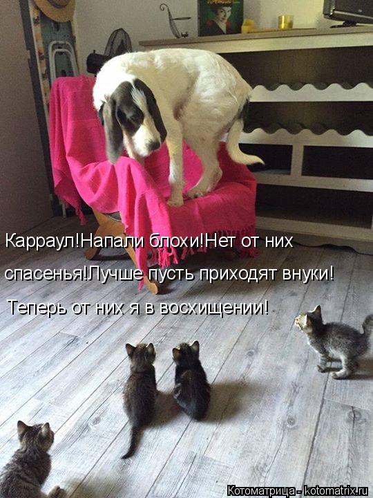 Теперь от них я в восхищении! спасенья!Лучше пусть приходят внуки! Карраул!Напали блохи!Нет от них... Котоматрица: Теперь от них я в восхищении! спасенья!Лучше пусть приходят внуки! Карраул!Напали блохи!Нет от них