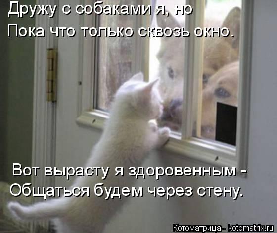 Дружу с собаками я, но Пока что только сквозь окно. Вот вырасту я здоровенным - Общаться будем через ... Котоматрица: Дружу с собаками я, но Пока что только сквозь окно. Вот вырасту я здоровенным - Общаться будем через стену.