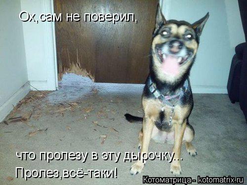 Котоматрица: Ох,сам не поверил, что пролезу в эту дырочку... Пролез,всё-таки!