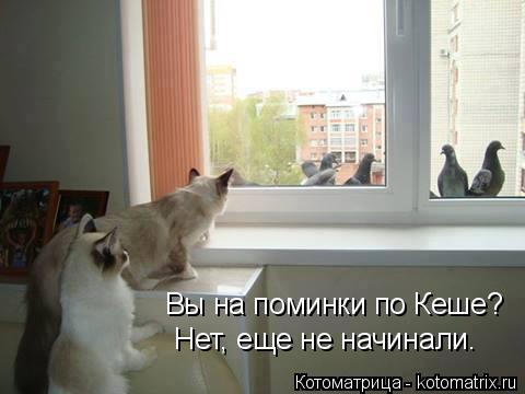 Вы на поминки по Кеше? Нет, еще не начинали.... Котоматрица: Вы на поминки по Кеше? Нет, еще не начинали.
