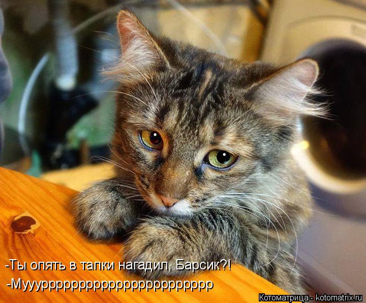 -Ты опять в тапки нагадил, Барсик?! -Муууррррррррррррррррррррррр... Котоматрица: -Ты опять в тапки нагадил, Барсик?! -Муууррррррррррррррррррррррр