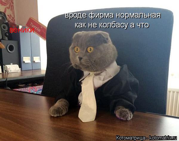 вроде фирма нормальная как не колбасу а что веники... Котоматрица: вроде фирма нормальная как не колбасу а что веники