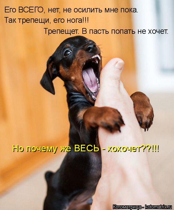 Так трепещи, его нога!!! Трепещет. В пасть попать не хочет. Его ВСЕГО, нет, не осилить мне пока. Но п... Котоматрица: Так трепещи, его нога!!! Трепещет. В пасть попать не хочет. Его ВСЕГО, нет, не осилить мне пока. Но почему же ВЕСЬ - хохочет??!!!