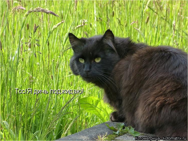 Тсс!Я дичь поджидаю!... Котоматрица: Тсс!Я дичь поджидаю!