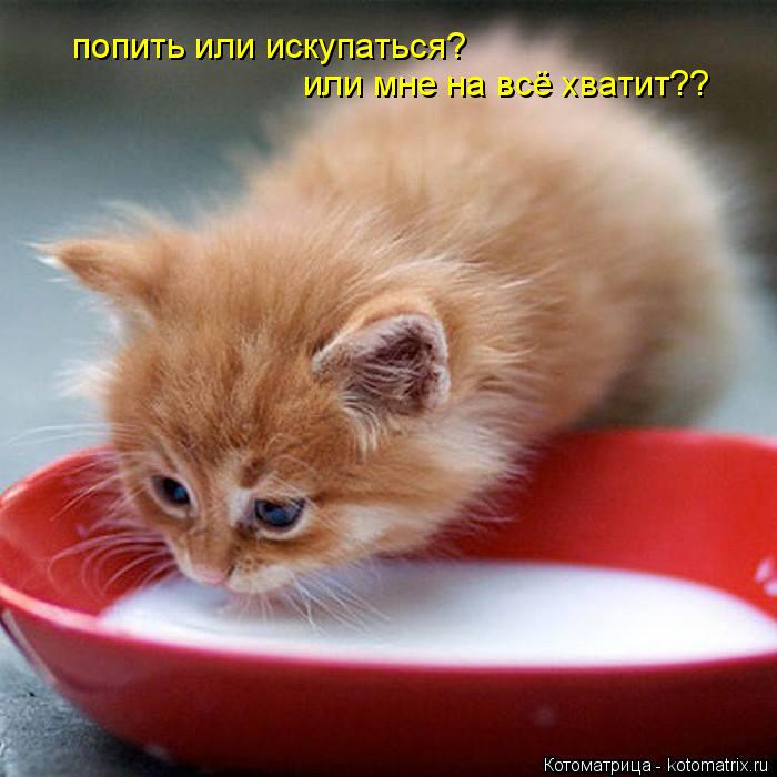 или мне на всё хватит?? попить или искупаться?... Котоматрица: или мне на всё хватит?? попить или искупаться?
