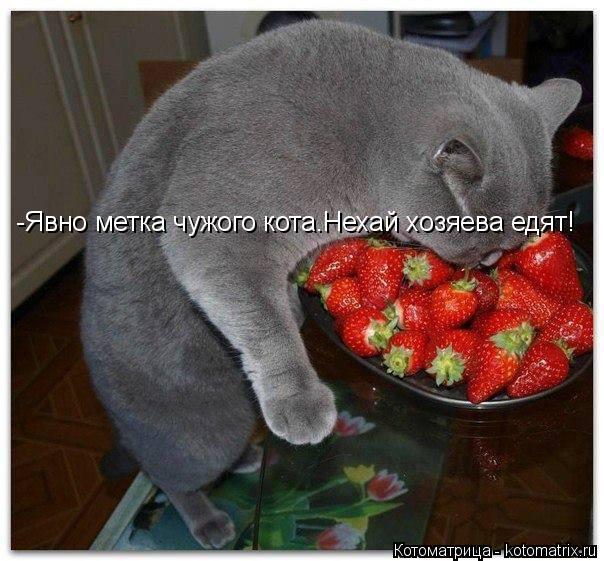 Котоматрица: -Явно метка чужого кота.Нехай хозяева едят!