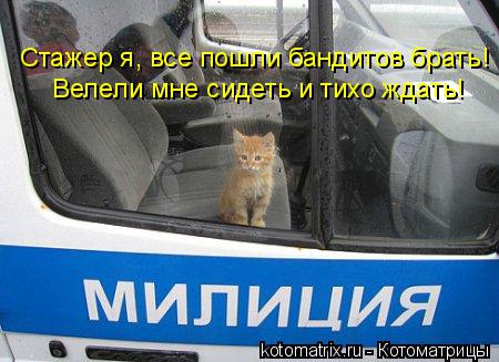 Стажер я, все пошли бандитов брать! Велели мне сидеть и тихо ждать!... Котоматрица: Стажер я, все пошли бандитов брать! Велели мне сидеть и тихо ждать!