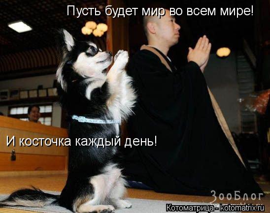 Пусть будет мир во всем мире! И косточка каждый день!... Котоматрица: Пусть будет мир во всем мире! И косточка каждый день!