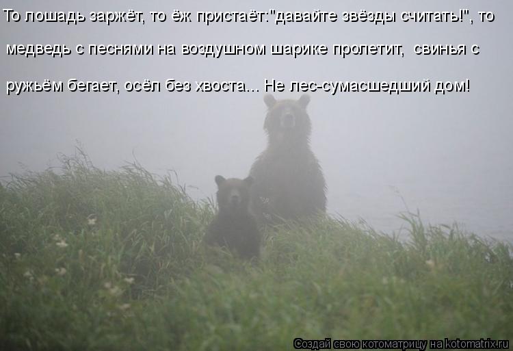 То лошадь заржёт, то ёж пристаёт:"давайте звёзды считать!", то медведь с песнями на воздушном шарике ... Котоматрица: То лошадь заржёт, то ёж пристаёт:"давайте звёзды считать!", то медведь с песнями на воздушном шарике пролетит, свинья с ружьём бегает, осёл б