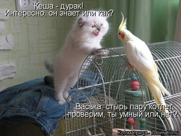 Кеша - дурак! Интересно, он знает или как? Васька, стырь пару котлет, проверим, ты умный или нет?... Котоматрица: Кеша - дурак! Интересно, он знает или как? Васька, стырь пару котлет, проверим, ты умный или нет?