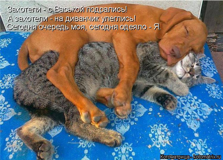 Захотели - с Васькой подрались! А захотели - на диванчик улеглись! Сегодня очередь моя, сегодня одеял... Котоматрица: Захотели - с Васькой подрались! А захотели - на диванчик улеглись! Сегодня очередь моя, сегодня одеяло - Я.