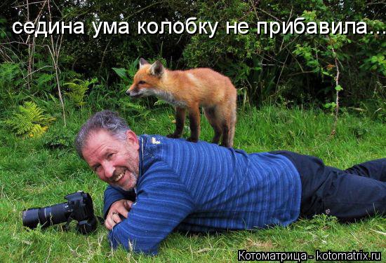 седина ума колобку не прибавила...... Котоматрица: седина ума колобку не прибавила...