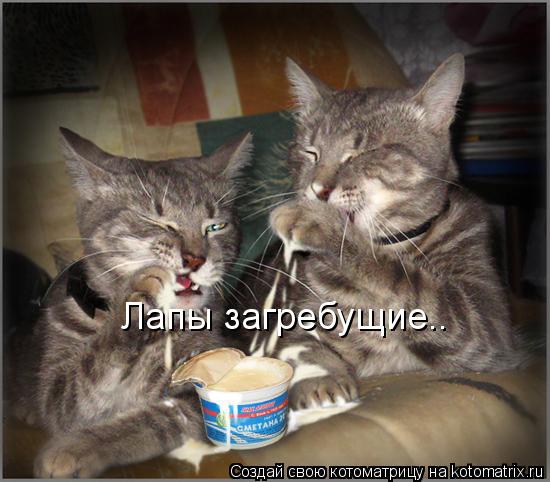 Лапы загребущие..... Котоматрица: Лапы загребущие..