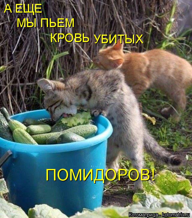 А ЕЩЕ МЫ ПЬЕМ КРОВЬ УБИТЫХ ПОМИДОРОВ!... Котоматрица: А ЕЩЕ МЫ ПЬЕМ КРОВЬ УБИТЫХ ПОМИДОРОВ!