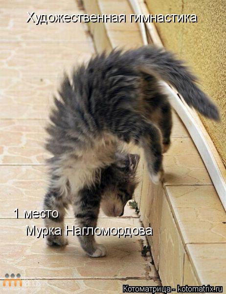 Художественная гимнастика 1 место Мурка Нагломордова... Котоматрица: Художественная гимнастика 1 место Мурка Нагломордова