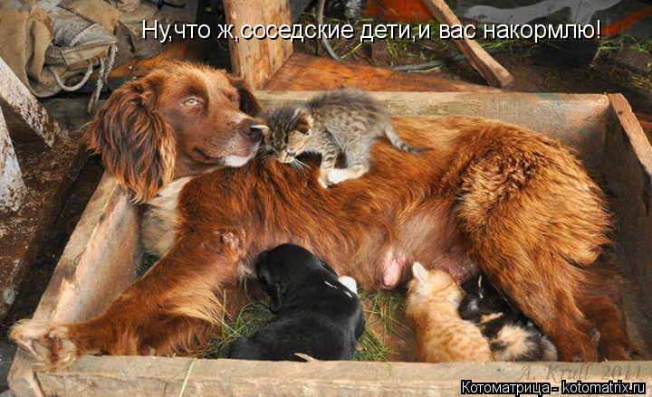 Ну,что ж,соседские дети,и вас накормлю!... Котоматрица: Ну,что ж,соседские дети,и вас накормлю!