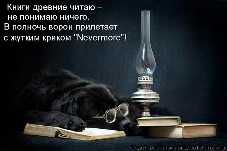 Книги древние читаю – не понимаю ничего. В полночь ворон прилетает с жутким криком "Nevermore"!... Котоматрица: Книги древние читаю – не понимаю ничего. В полночь ворон прилетает с жутким криком "Nevermore"!