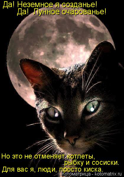 Да! Неземное я созданье! Да! Лунное очарованье! Но это не отменяет котлеты, рыбку и сосиски. Для ва... Котоматрица: Да! Неземное я созданье! Да! Лунное очарованье! Но это не отменяет котлеты, рыбку и сосиски. Для вас я, люди, просто киска.