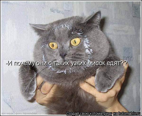 -И почему они с таких узких мисок едят??... Котоматрица: -И почему они с таких узких мисок едят??