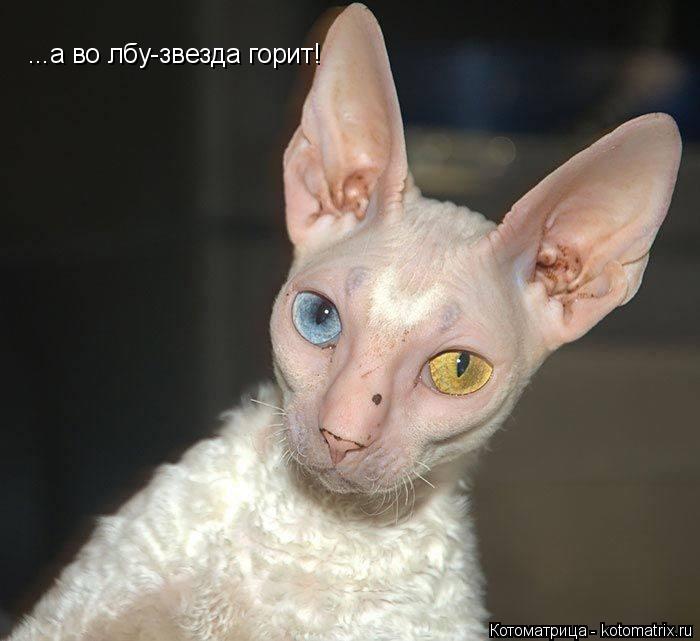 ...а во лбу-звезда горит!... Котоматрица: ...а во лбу-звезда горит!