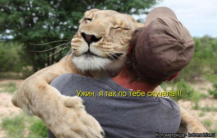 Ужин, я так по тебе скучала!!!... Котоматрица: Ужин, я так по тебе скучала!!!