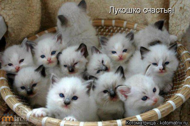 Лукошко счастья!... Котоматрица: Лукошко счастья!