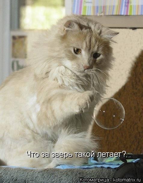 Что за зверь такой летает?... Котоматрица: Что за зверь такой летает?