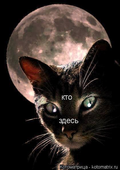 кто здесь... Котоматрица: кто здесь