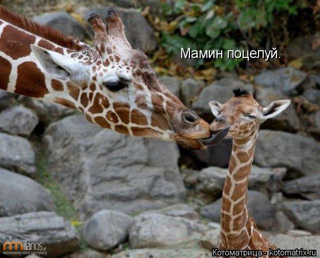 Мамин поцелуй.... Котоматрица: Мамин поцелуй.