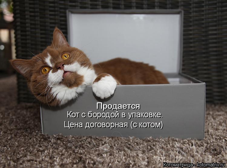 Продается Кот с бородой в упаковке. Цена договорная (с котом)... Котоматрица: Продается Кот с бородой в упаковке. Цена договорная (с котом)
