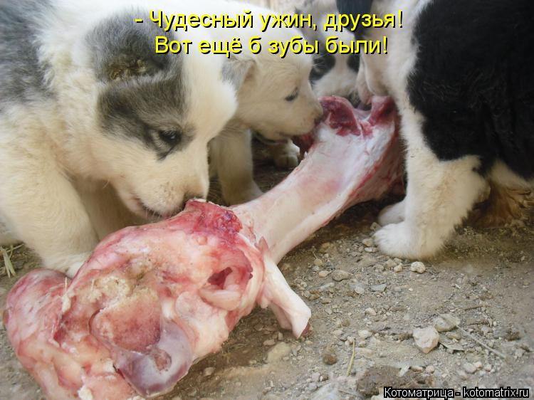 - Чудесный ужин, друзья! Вот ещё б зубы были!... Котоматрица: - Чудесный ужин, друзья! Вот ещё б зубы были!