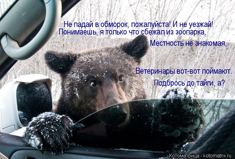 Не падай в обморок, пожалуйста! И не уезжай! Понимаешь, я только что сбежал из зоопарка, Местность не... Котоматрица: Не падай в обморок, пожалуйста! И не уезжай! Понимаешь, я только что сбежал из зоопарка, Местность не знакомая, Ветеринары вот-вот поймают. По