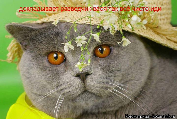 докладывает разведчик вася так всё чисто иди... Котоматрица: докладывает разведчик вася так всё чисто иди