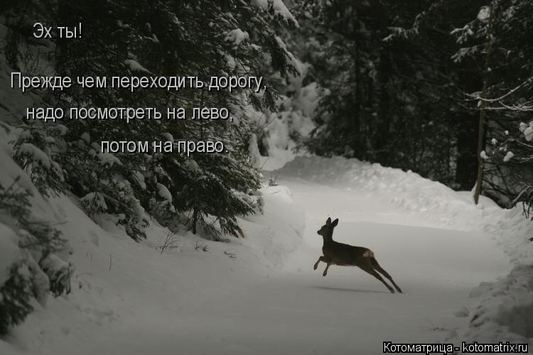Эх ты! Прежде чем переходить дорогу, надо посмотреть на лево, потом на право.... Котоматрица: Эх ты! Прежде чем переходить дорогу, надо посмотреть на лево, потом на право.