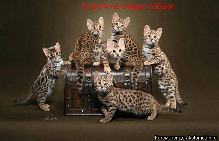 6 котят на сундук собаки... Котоматрица: 6 котят на сундук собаки