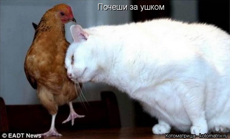 Почеши за ушком... Котоматрица: Почеши за ушком