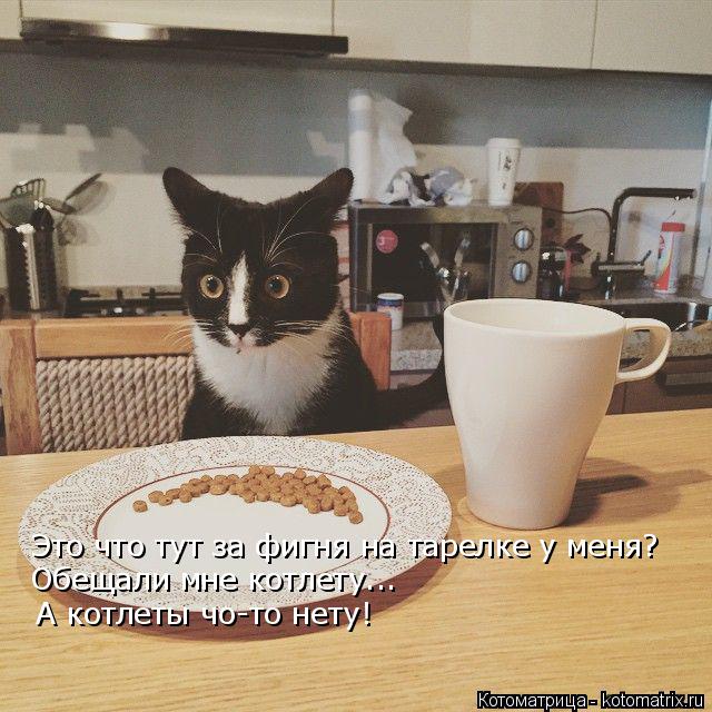 Это что тут за фигня на тарелке у меня? Обещали мне котлету... А котлеты чо-то нету!... Котоматрица: Это что тут за фигня на тарелке у меня? Обещали мне котлету... А котлеты чо-то нету!