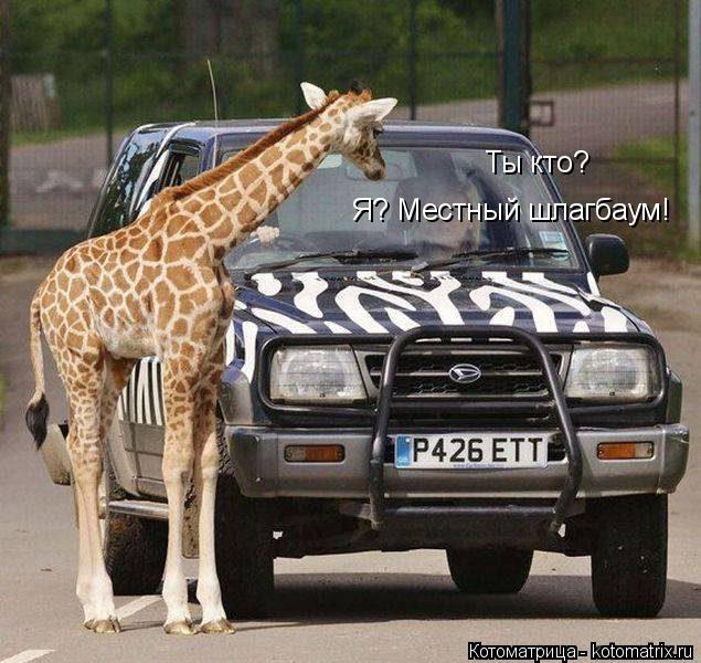 Ты кто? Я? Местный шлагбаум!... Котоматрица: Ты кто? Я? Местный шлагбаум!