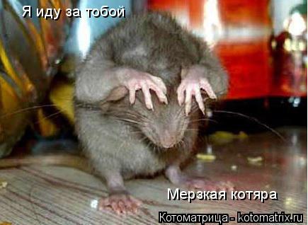 Я иду за тобой Мерзкая котяра... Котоматрица: Я иду за тобой Мерзкая котяра