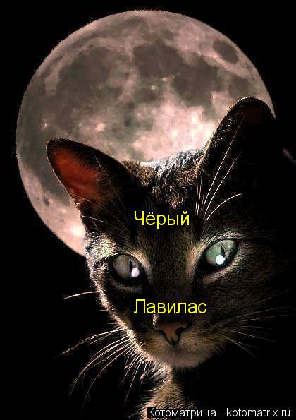 Чёрый Лавилас... Котоматрица: Чёрый Лавилас